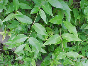 Carolina Yellow Jessamine leaves
